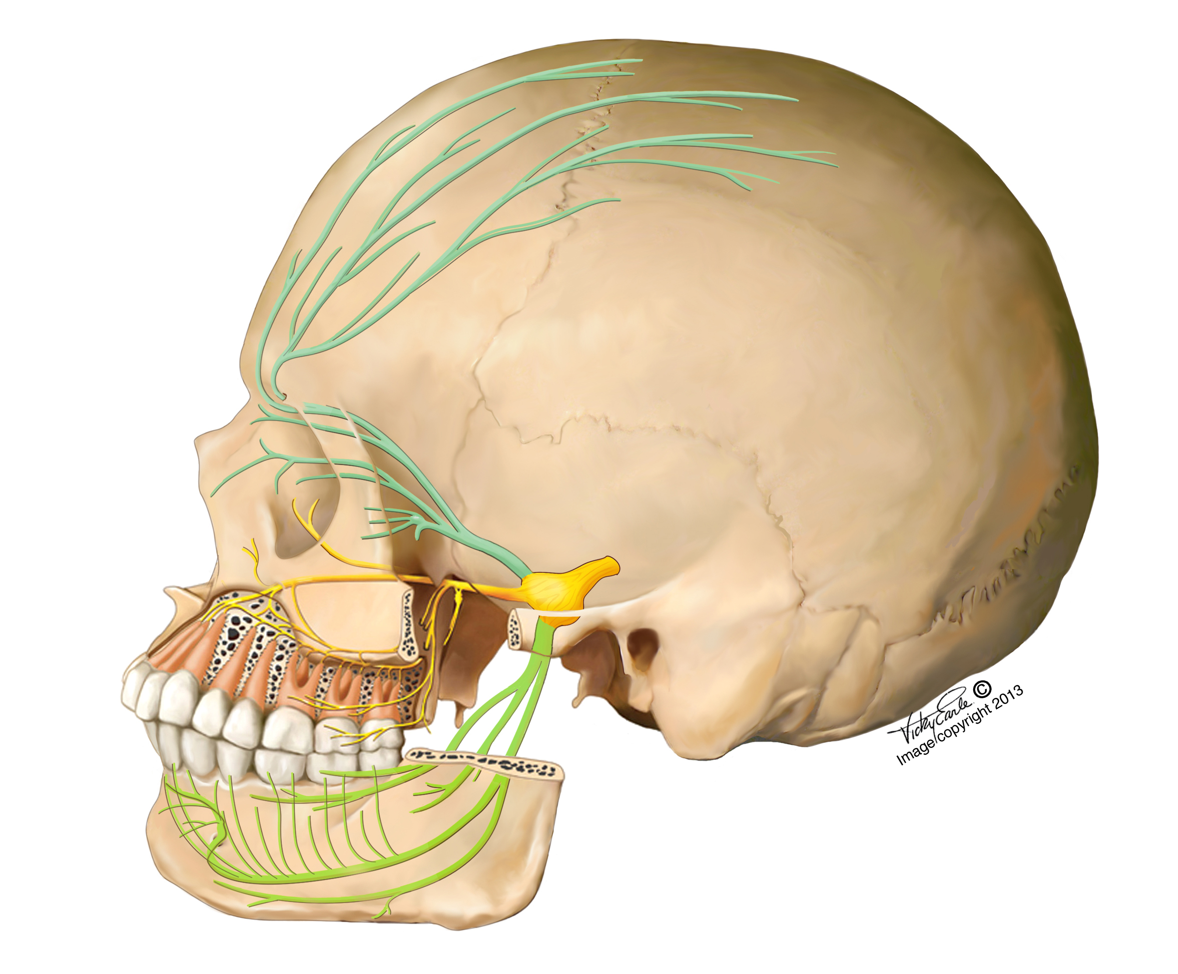 Лицевой нерв череп. Тройничный нерв nervus trigeminus. Ганглионит гассерова узла. Ganglion trigeminale череп. Nervus Facialis анатомия.